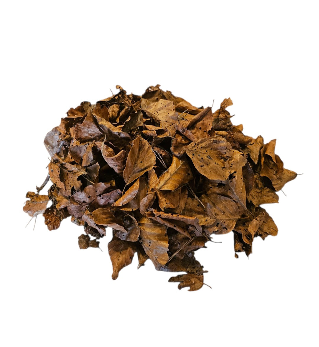 Buchenblätter braun 40 Stück