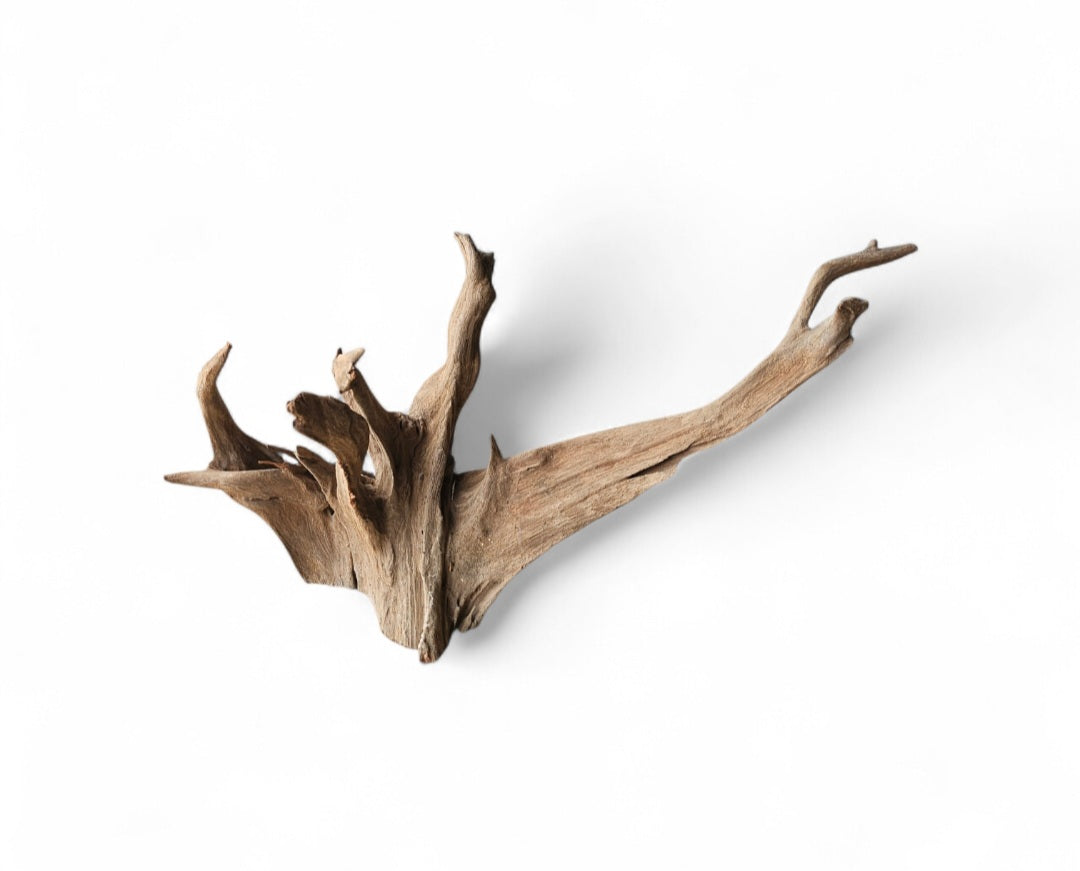 Corbo Wurzel large Nr.1002