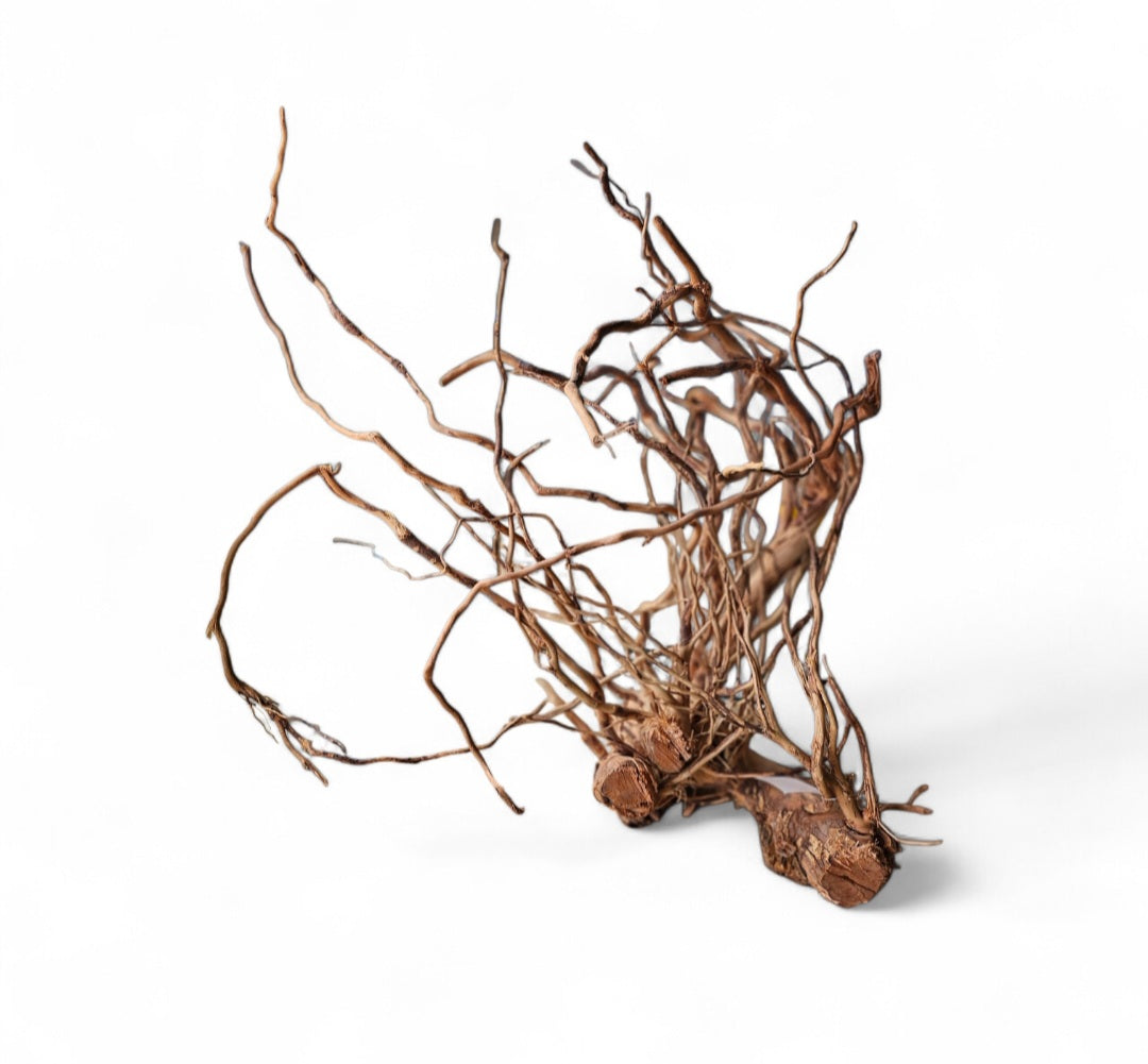 Dragon Wood / Curl Wood Wurzel323