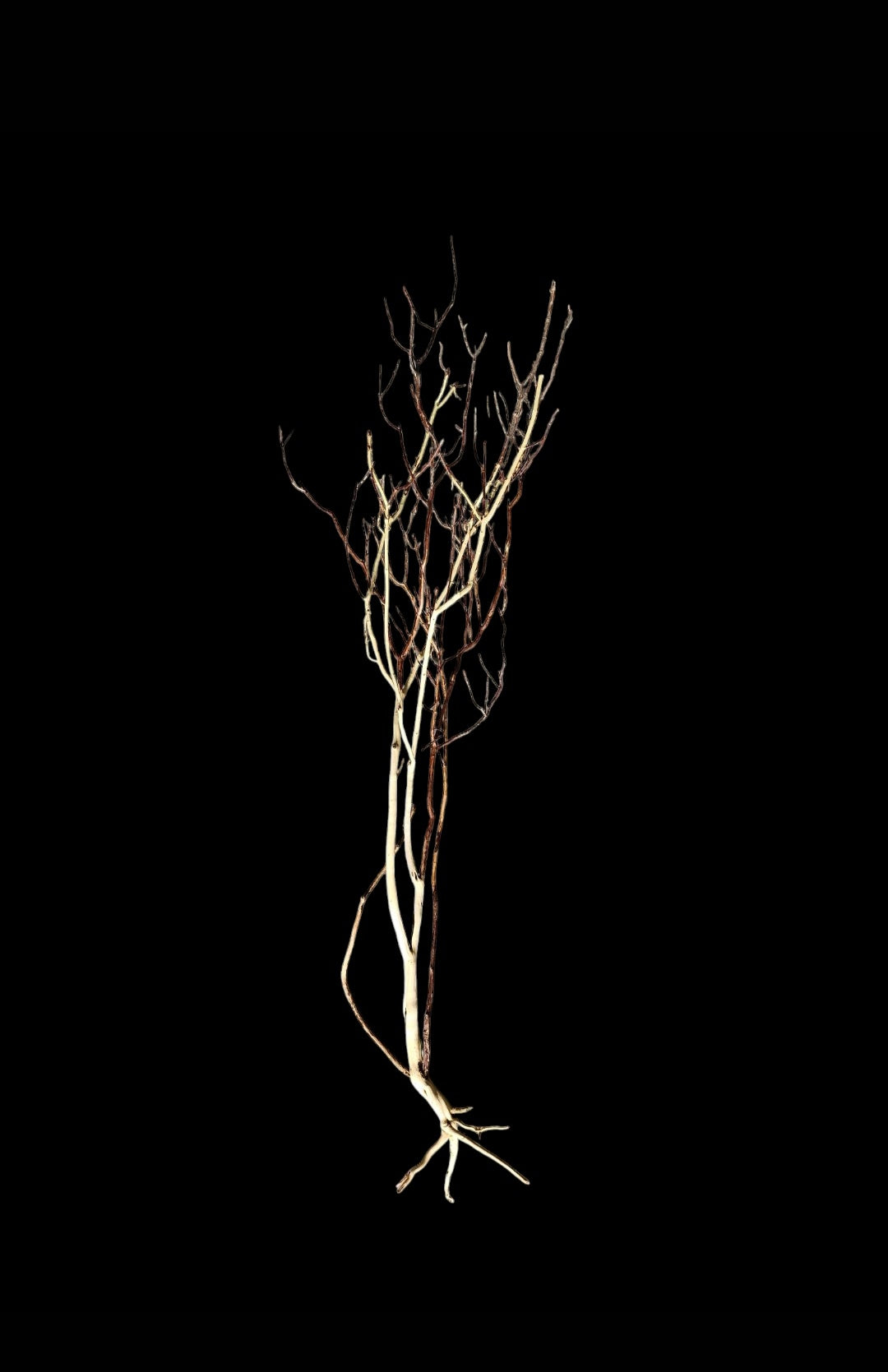 Ghost Wood XL Nr.850