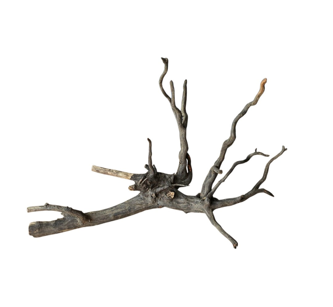 Rasamala Black Scaper Root Nr.830