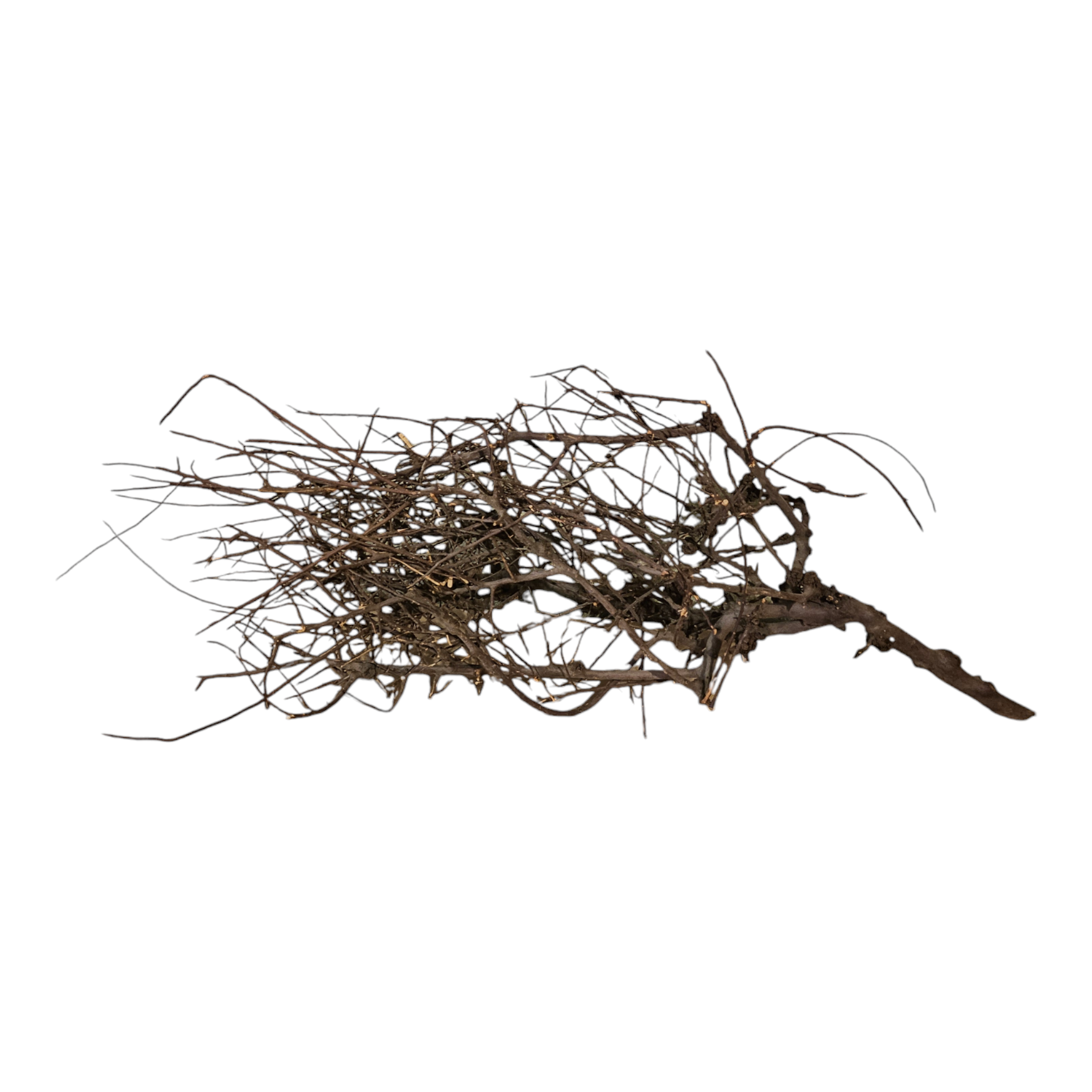Small tree branches Nr.85
