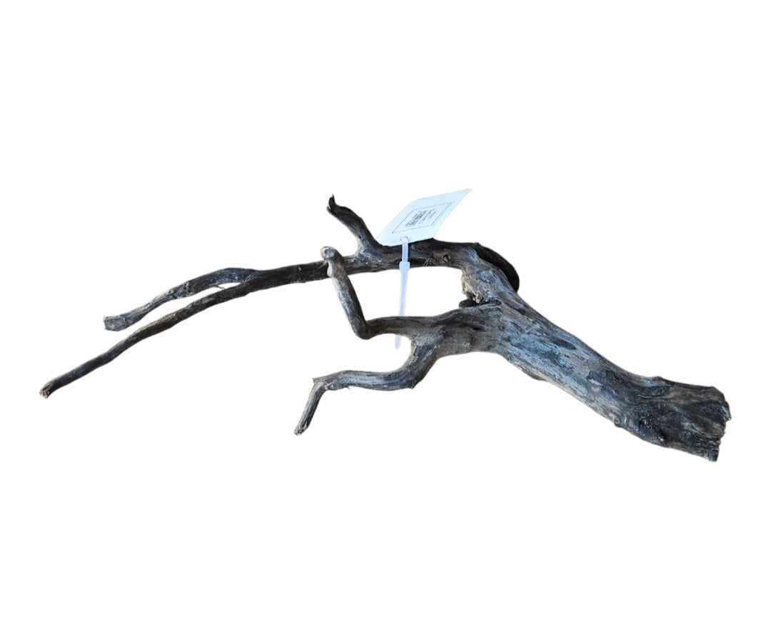 Black Root S Wurzel457