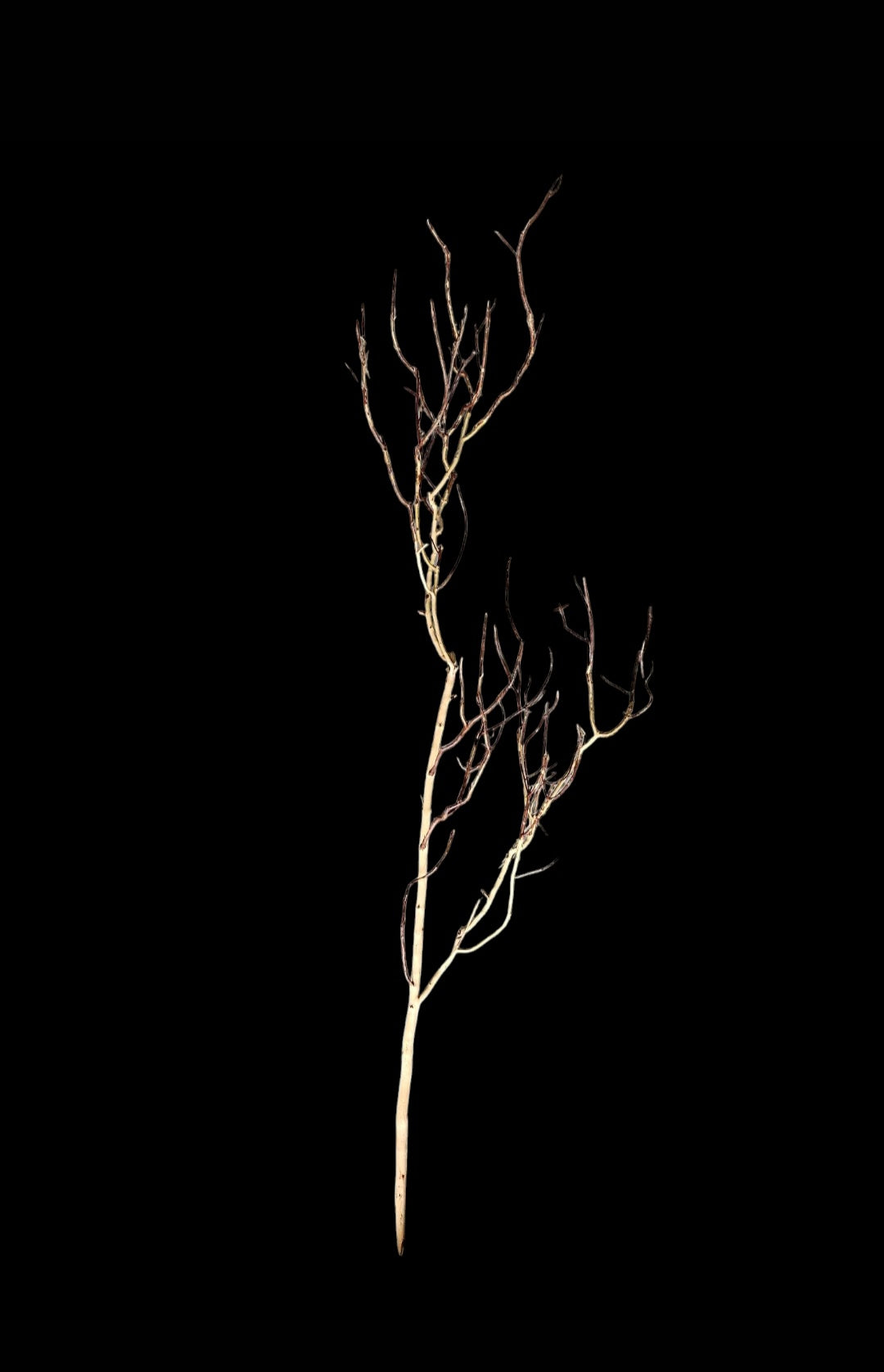 Ghost Wood XL Nr.859