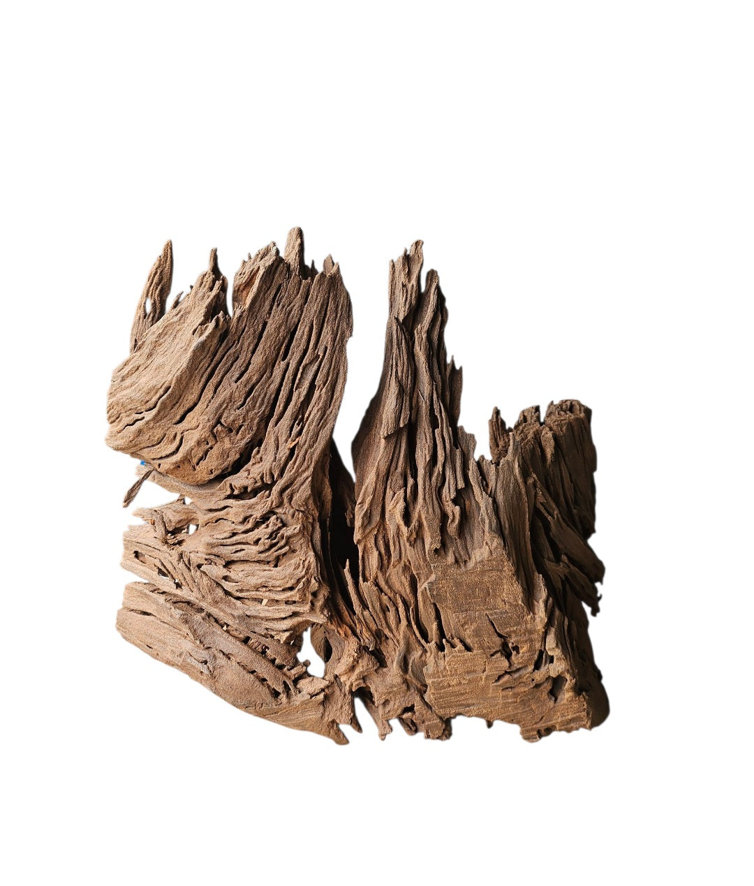 Mangrove Größe XL / Nr.72