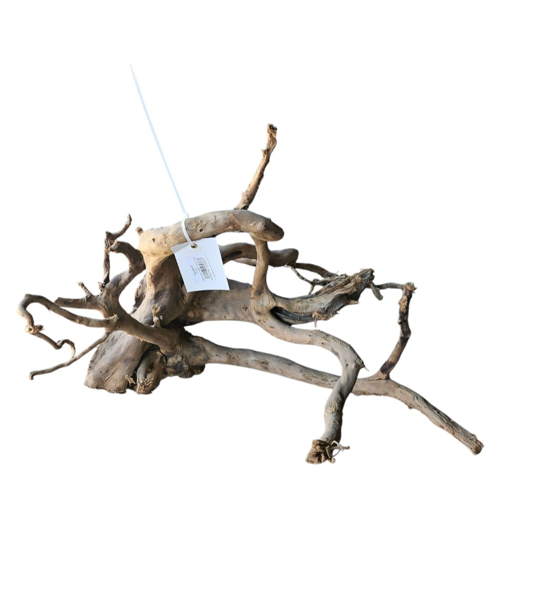 Dunkle Moorwurzel 40-55 cm Wurzel504