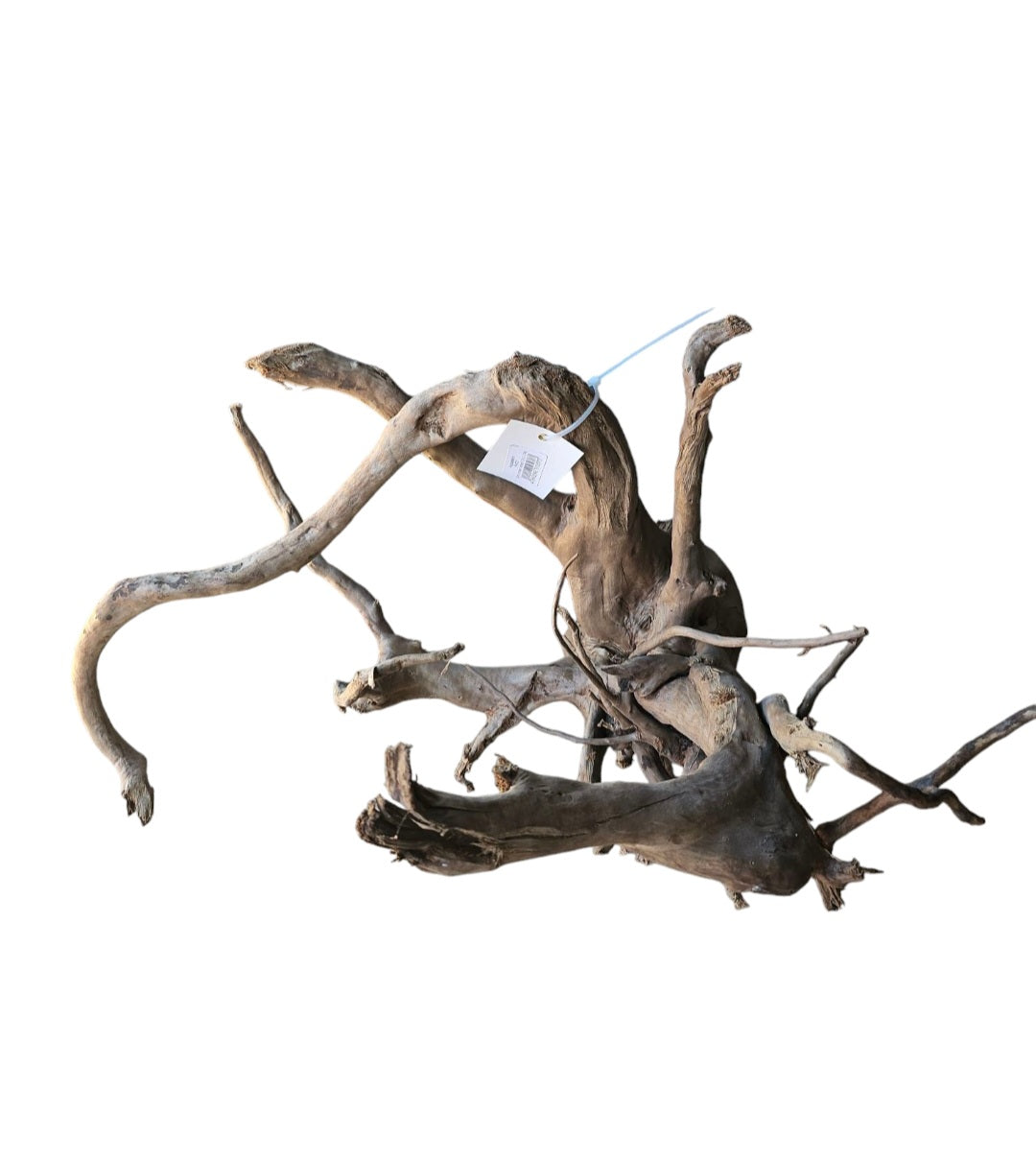 Dunkle Moorwurzel 40-55 cm Wurzel501