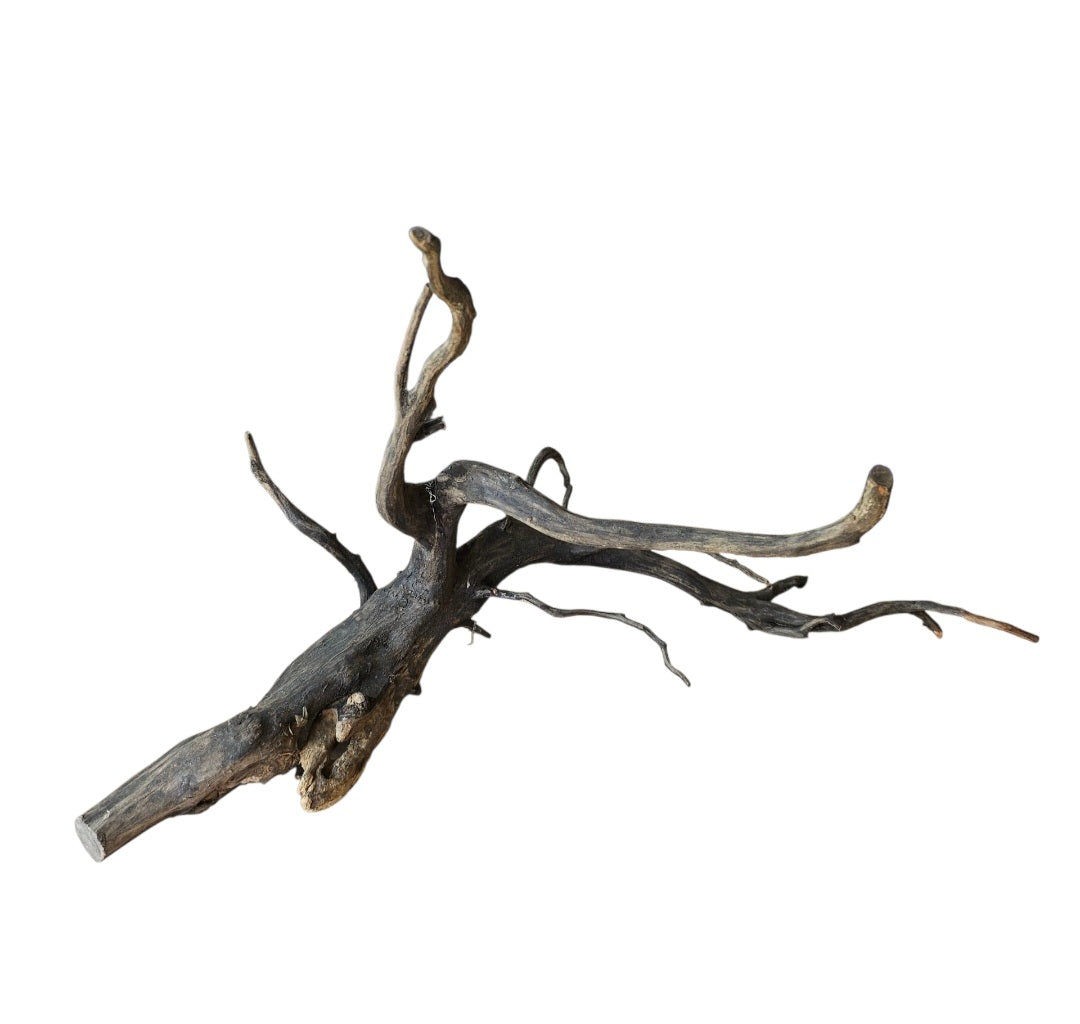 Rasamala Black Scaper Root Nr.764