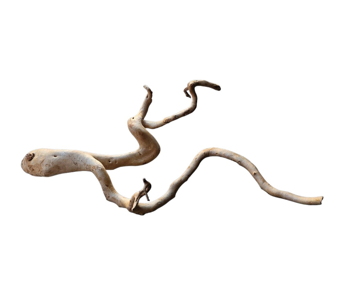 Rote Moorwurzel / Fingerwurzel Größe XL Nr.284