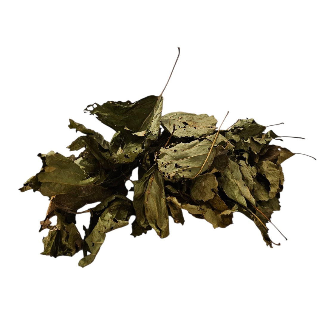 Schwarzerlenblätter Grün 30 Stück