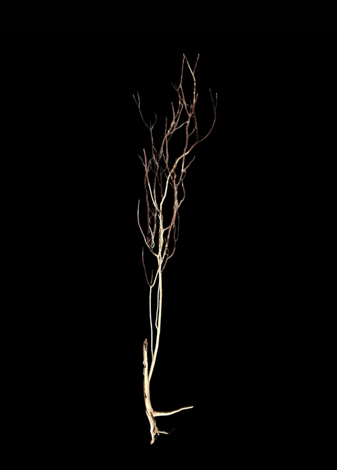 Ghost Wood XL Nr.852