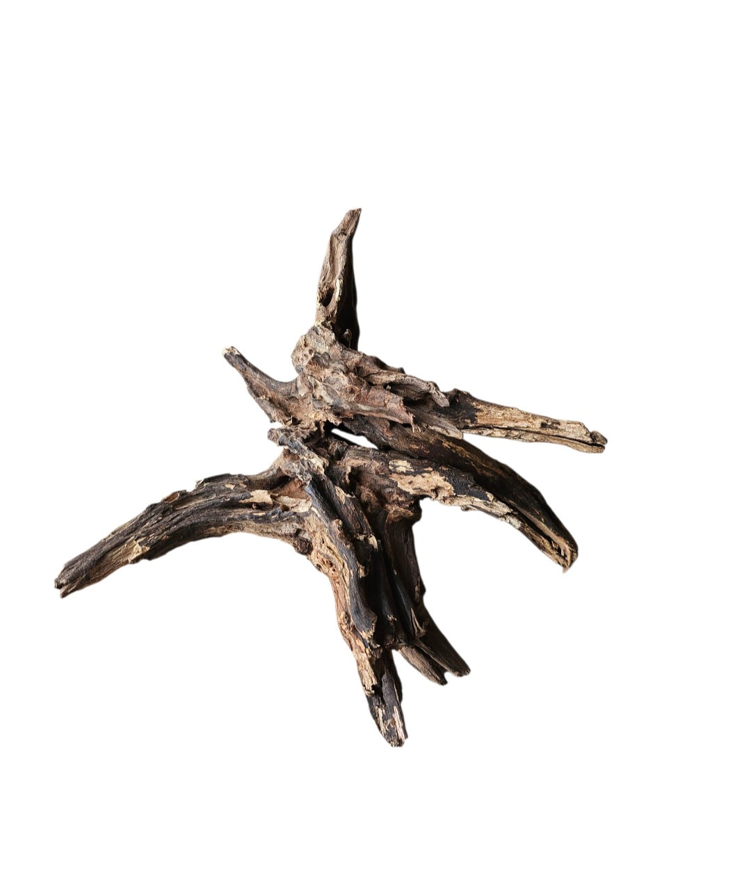 Coral Sinker Wood Nr.651