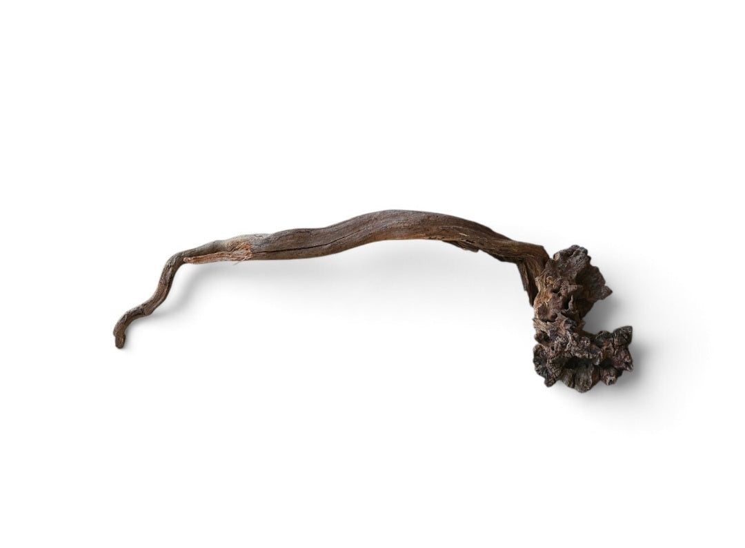 Coral Sinker Wood Nr.646
