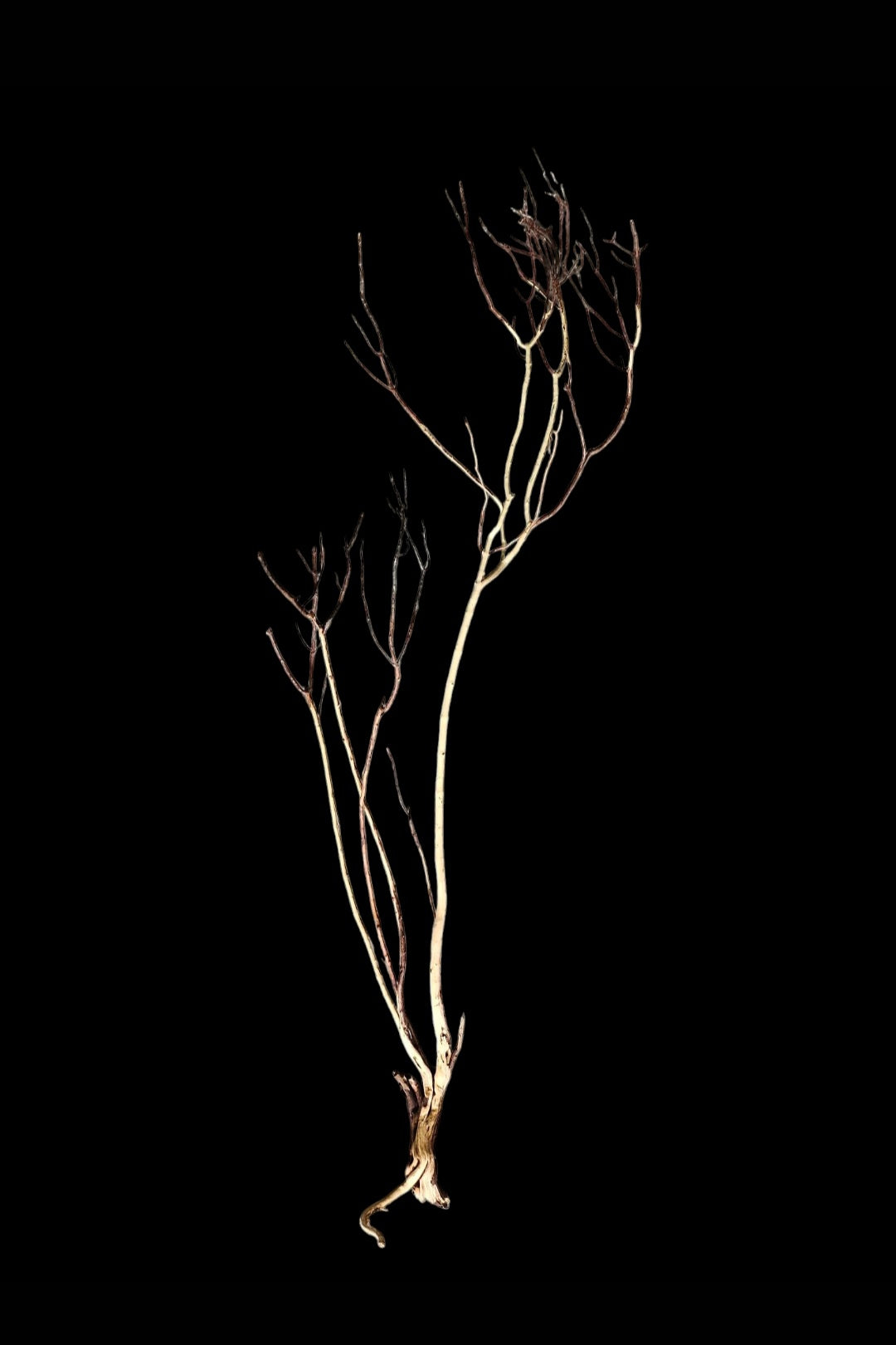 Ghost Wood XL Nr.857