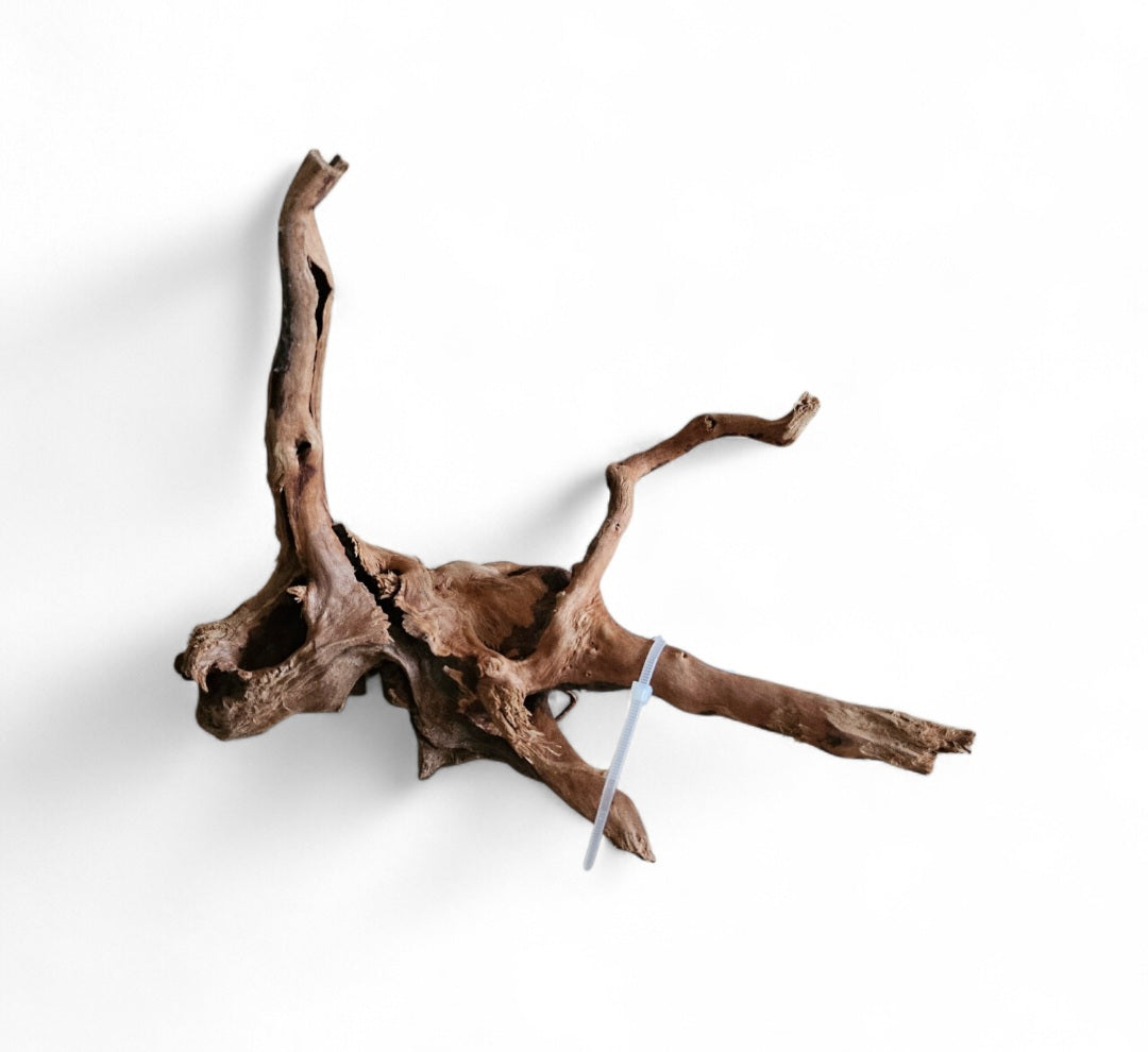 Rote Moorwurzel / Fingerwurzel Größe S Nr.900