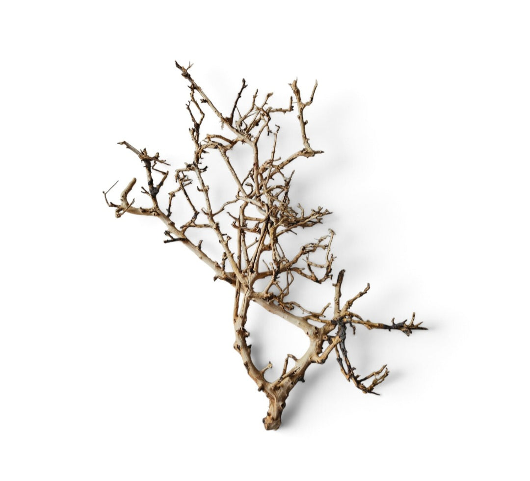 Small tree branches Nr.674