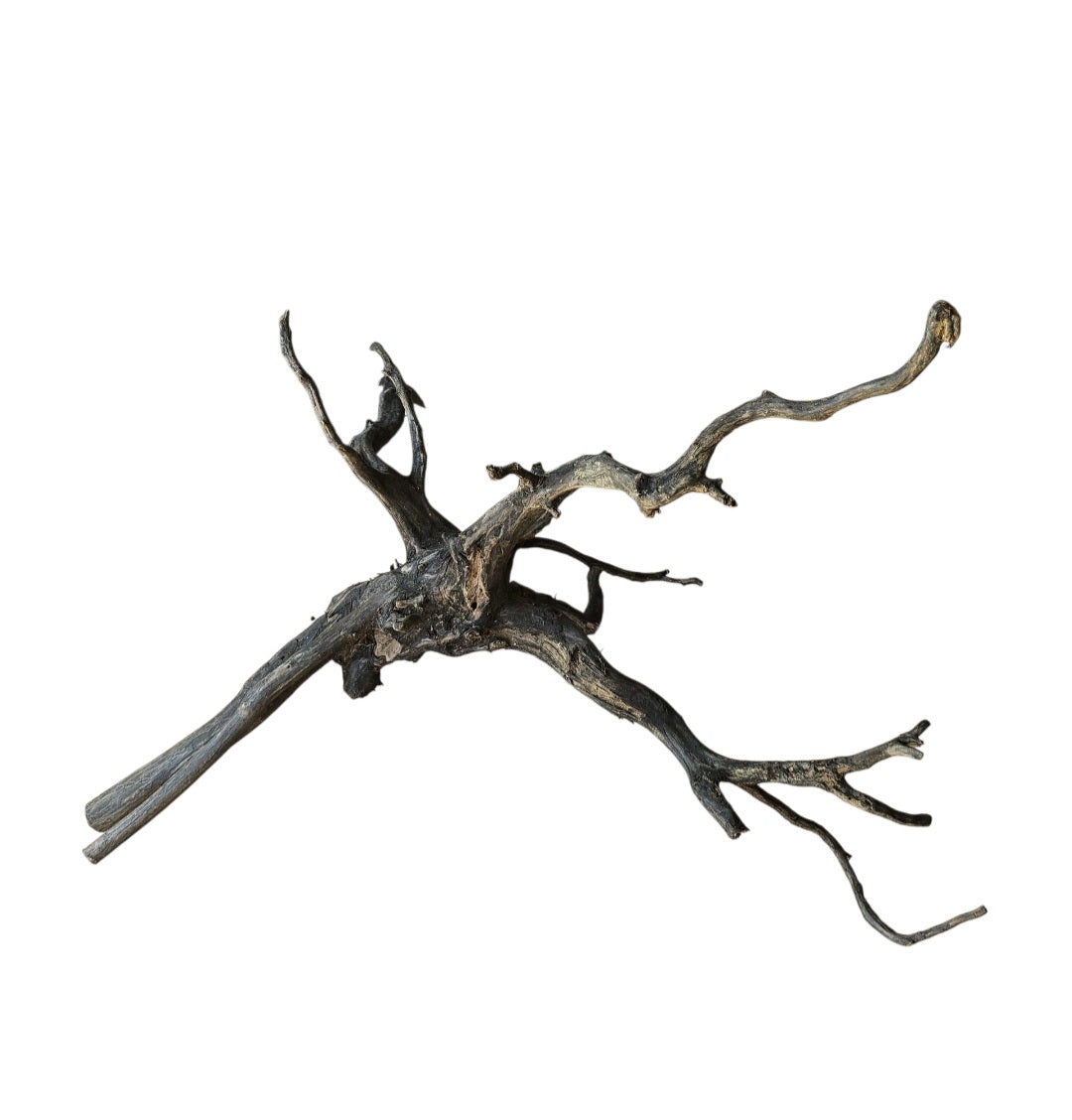 Rasamala Black Scaper Root Nr.746