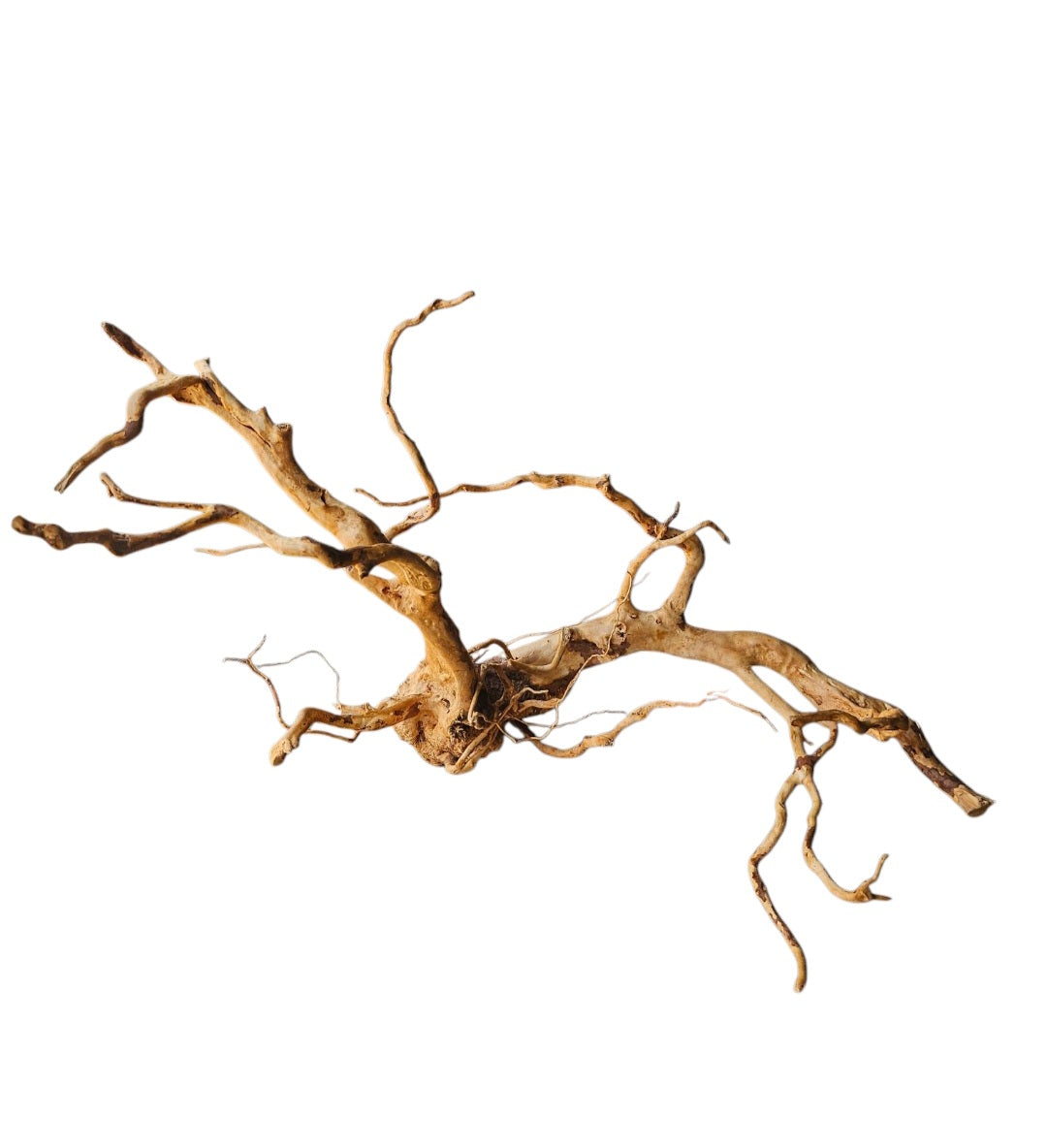 Rote Moorwurzel / Fingerwurzel Größe XL Wurzel925