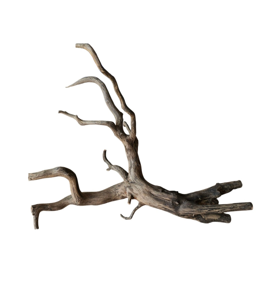 Rasamala Black Scaper Root Nr.766