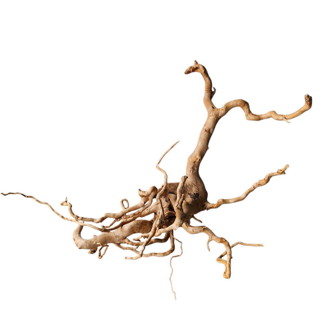 Rote Moorwurzel / Fingerwurzel Größe XL Nr.571