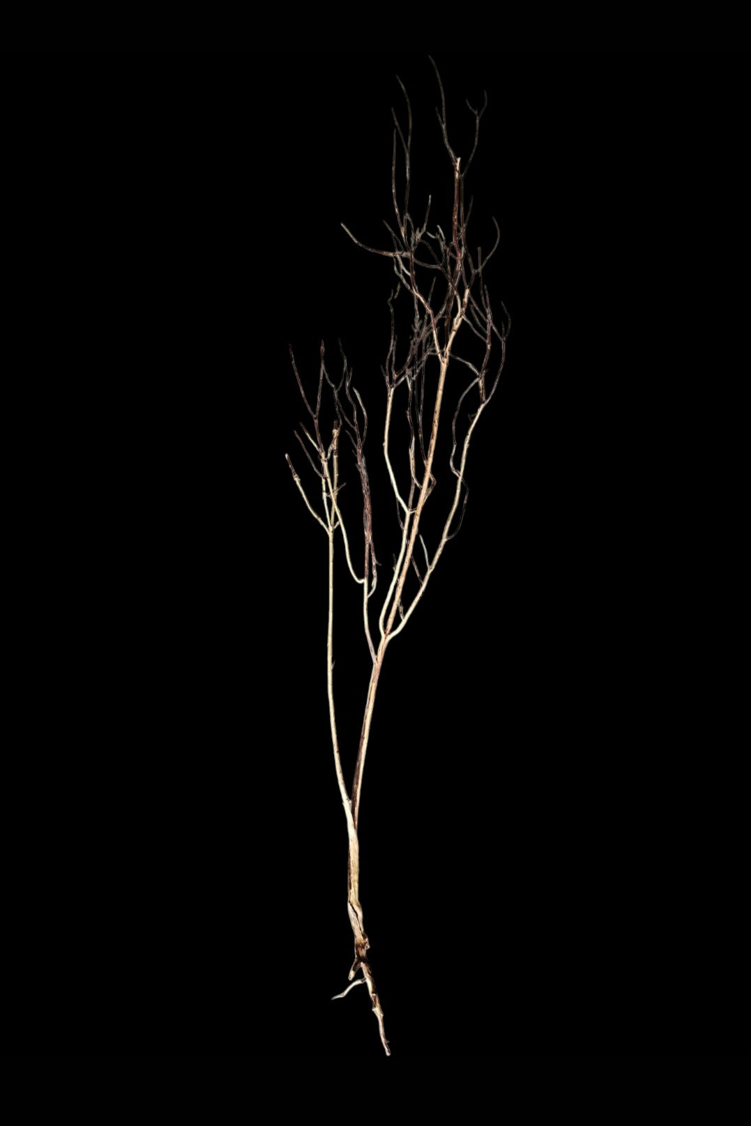 Ghost Wood XL Nr.855