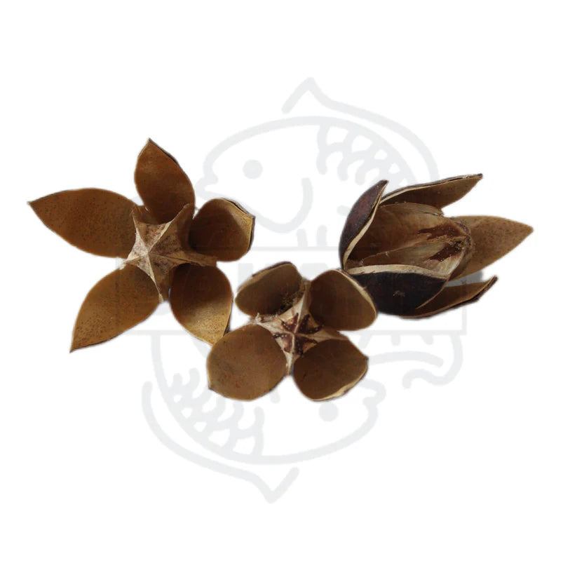 3 Naturbelassene Blüten aus getrockneten Samenkapseln