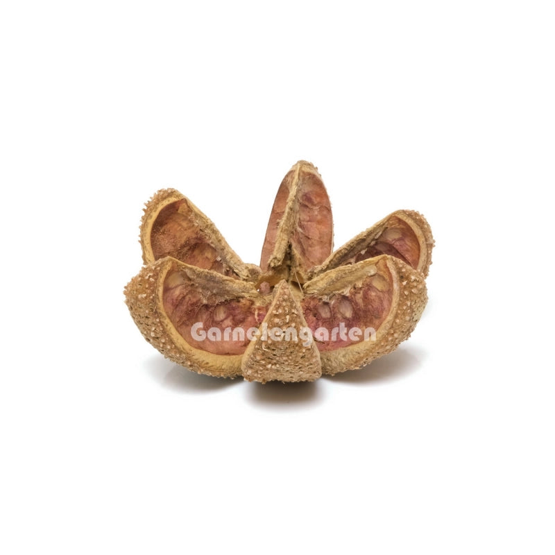 Getrommelte Wildkastanie (Castanea sativa)