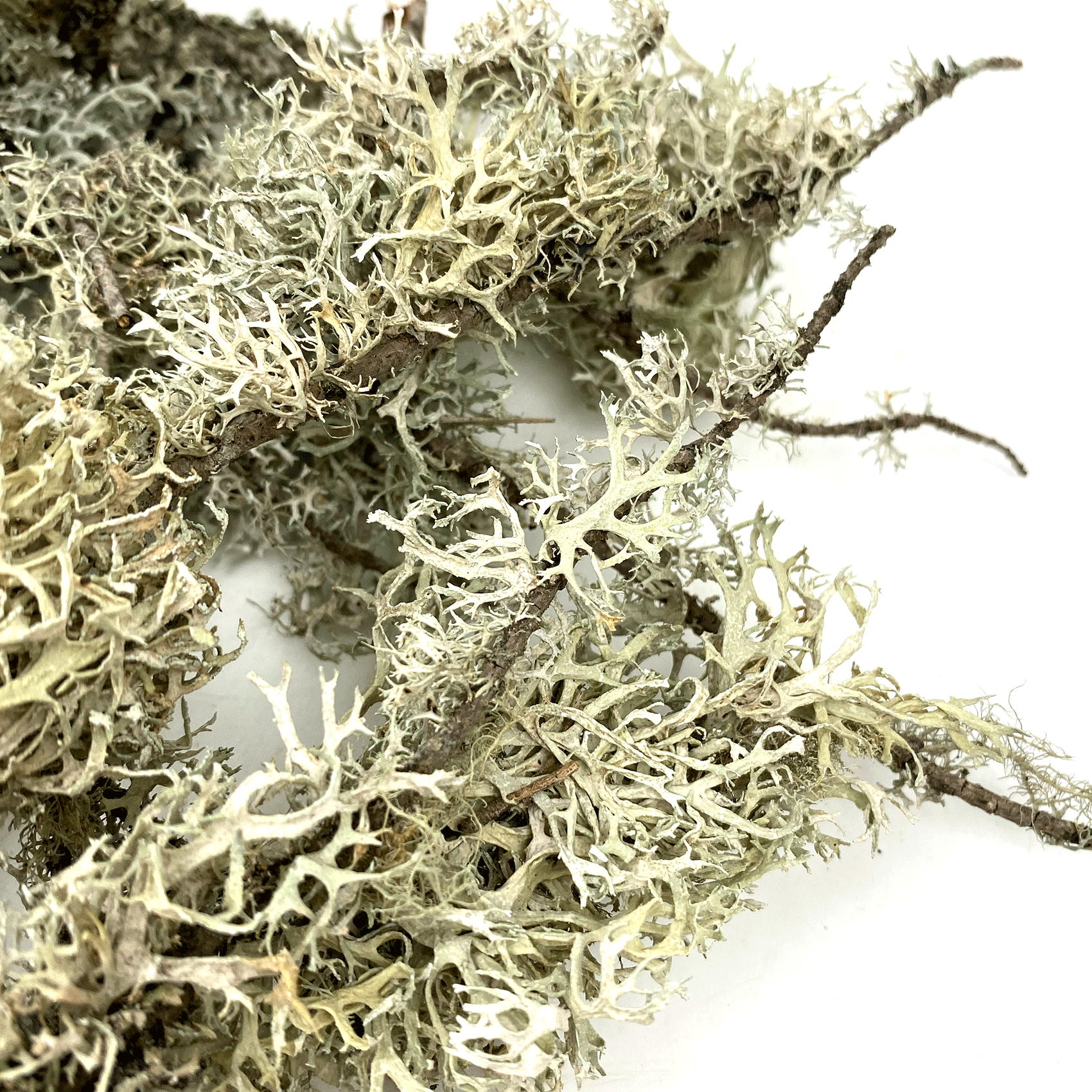 WIO LICHEN BRANCHES - 100gr., 5-30cm