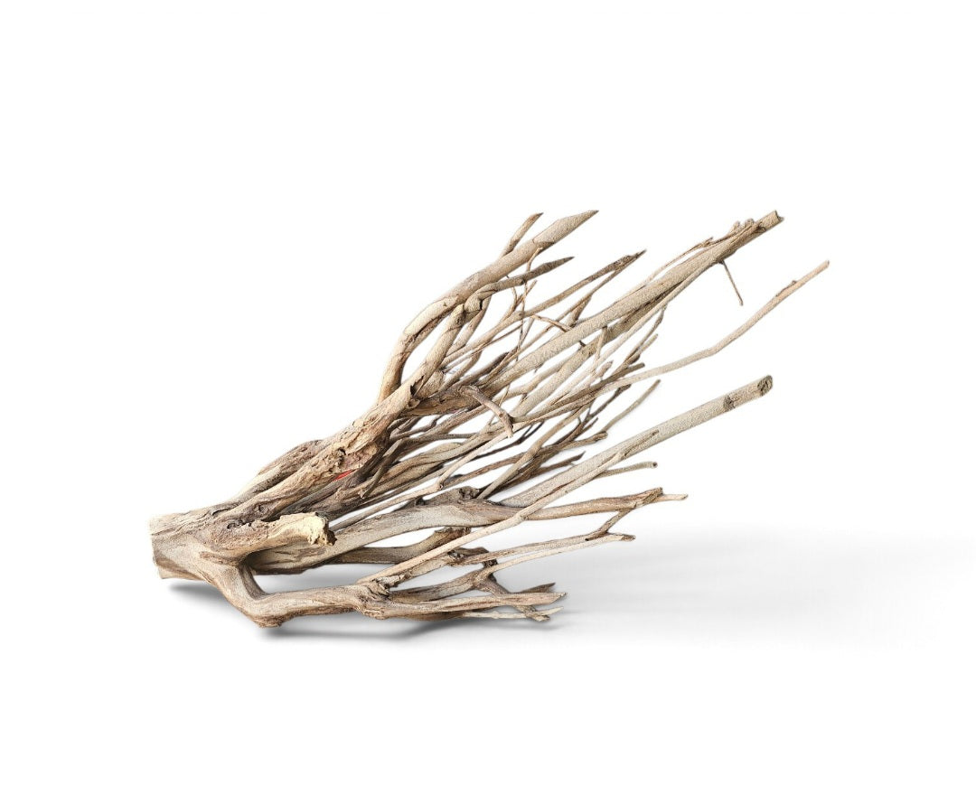 Talawa Holz / Wood 70-90 cm   Nr. 679