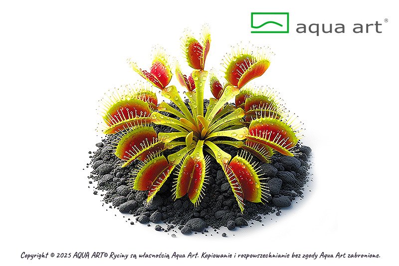 Dionaea muscipula 'Red Green'