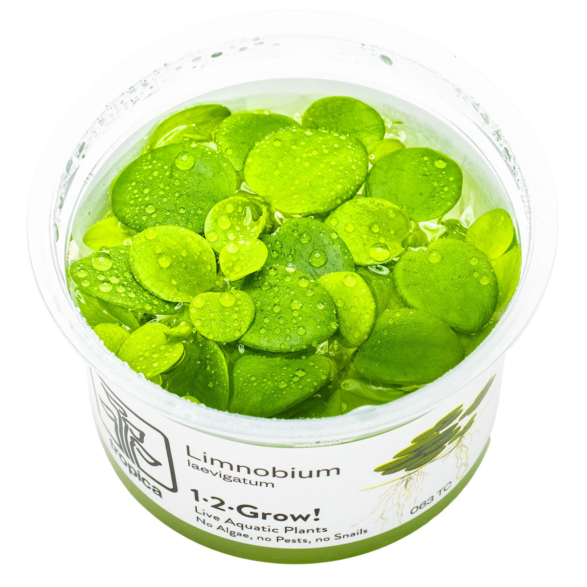 Limnobium laevifolium