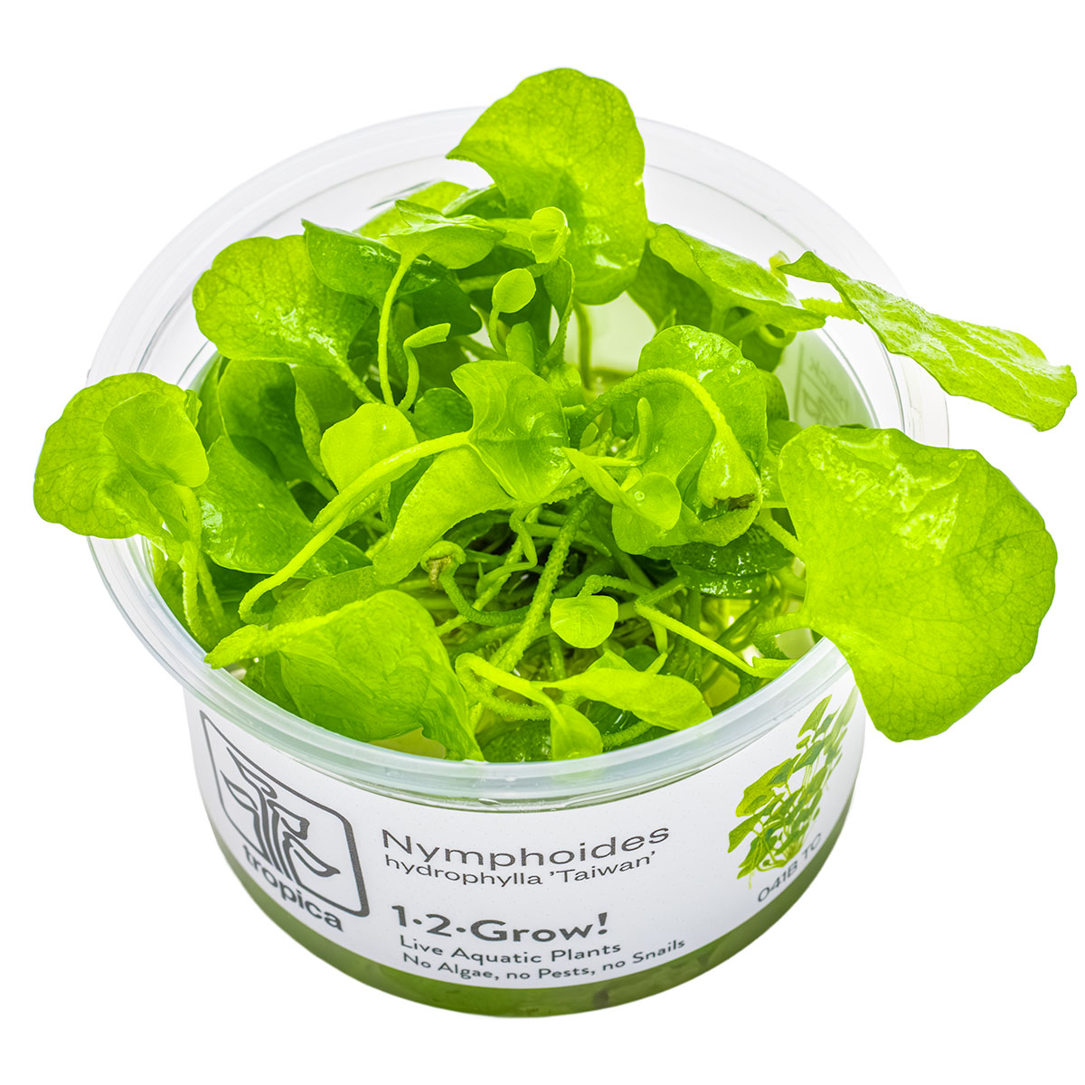 Nymphoides hydrophylla 'Taiwan'