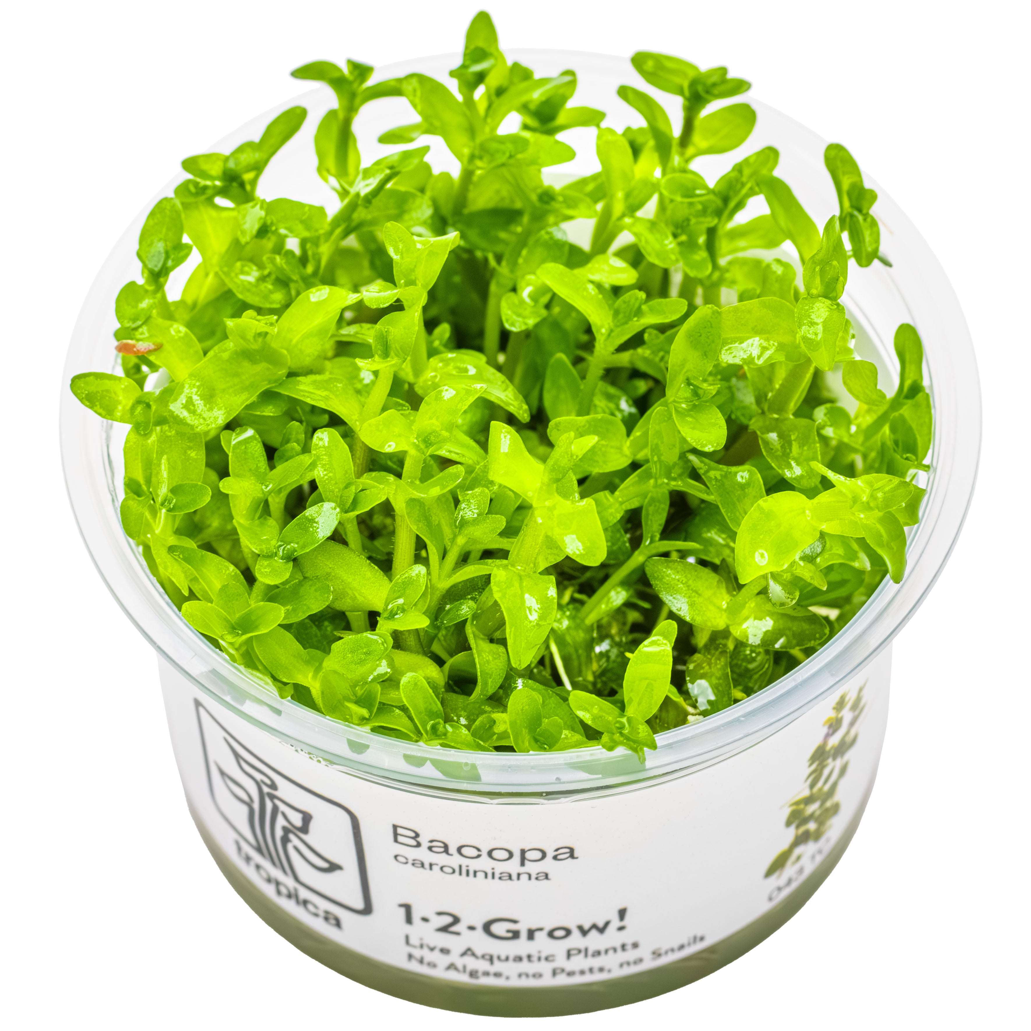 Bacopa caroliniana