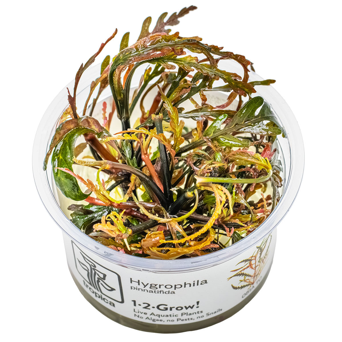 Hygrophila pinnatifida