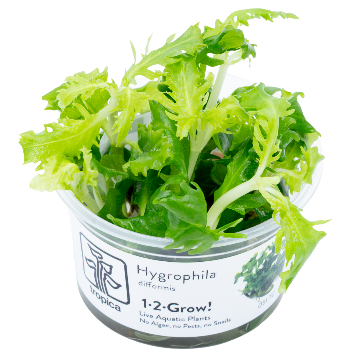 Tropica Hygrophila difformis
