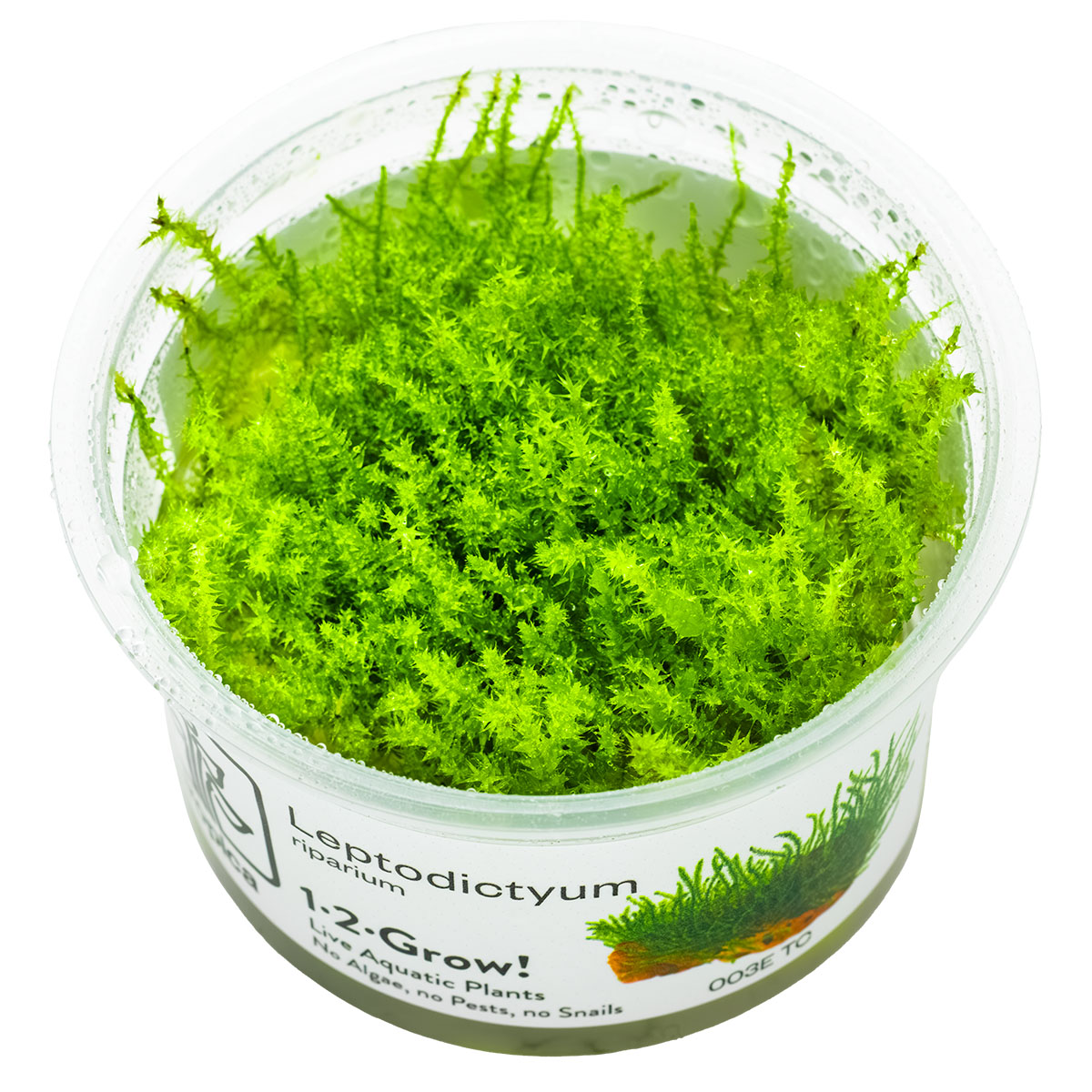 Stump Riparium Leptodictyum riparium