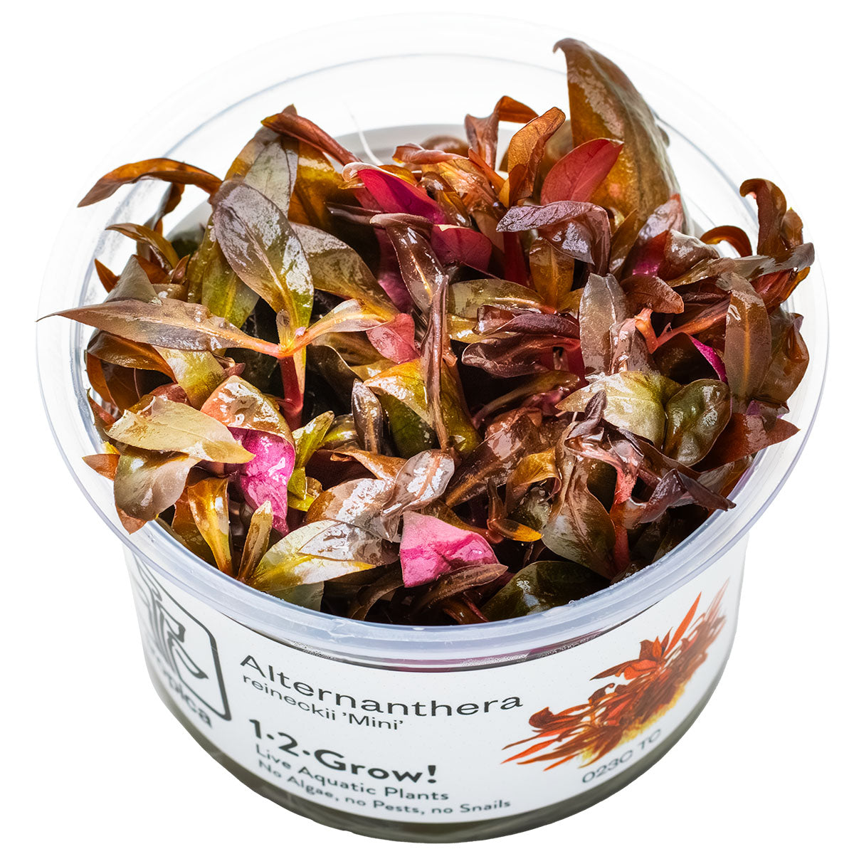 Alternanthera  reineckii 'Mini'