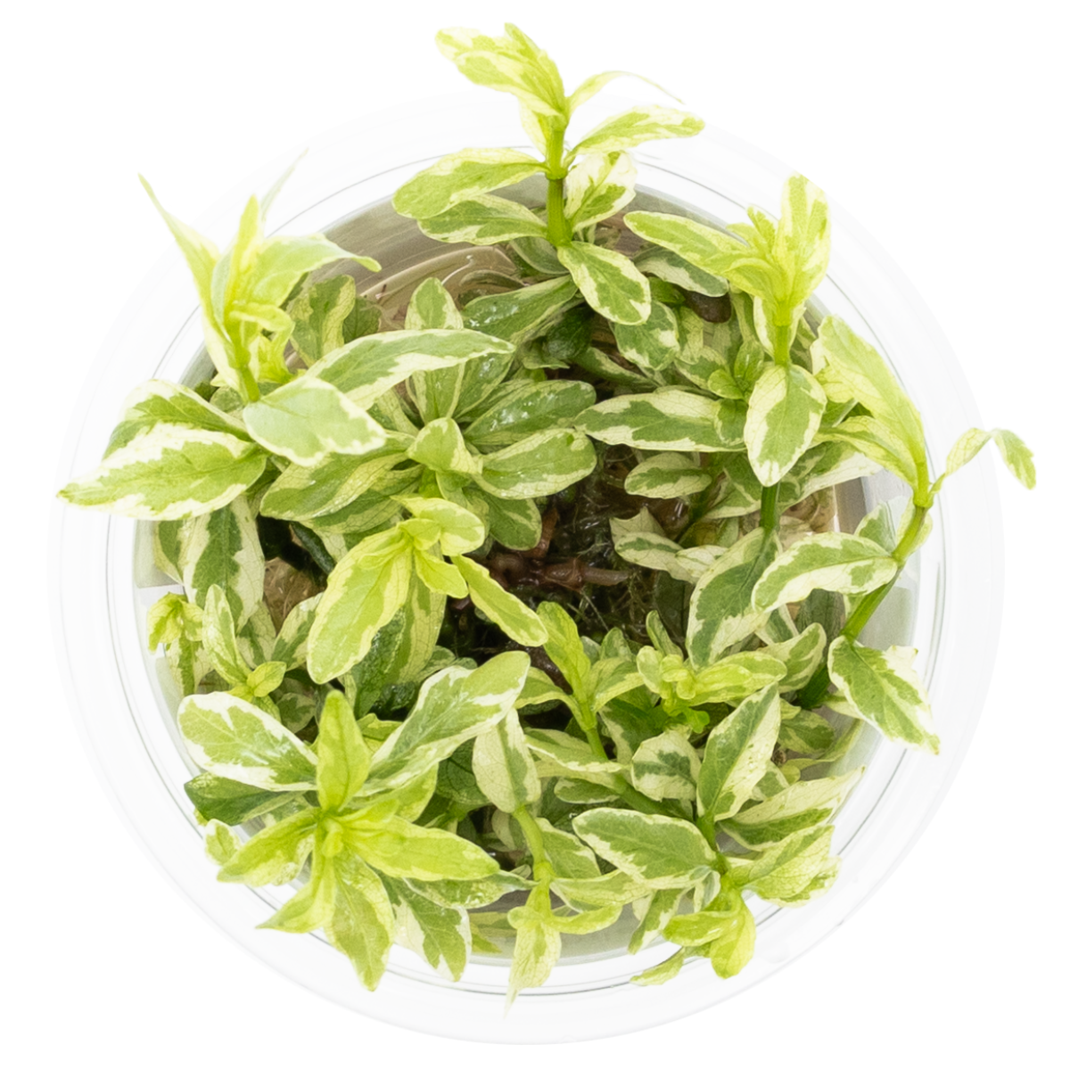 Hygrophila polysperma 'White'