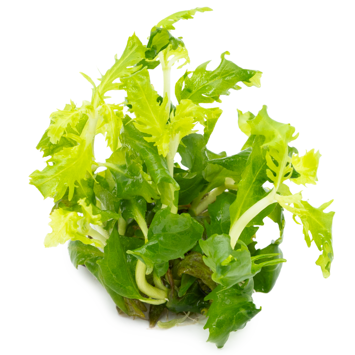 Tropica Hygrophila difformis