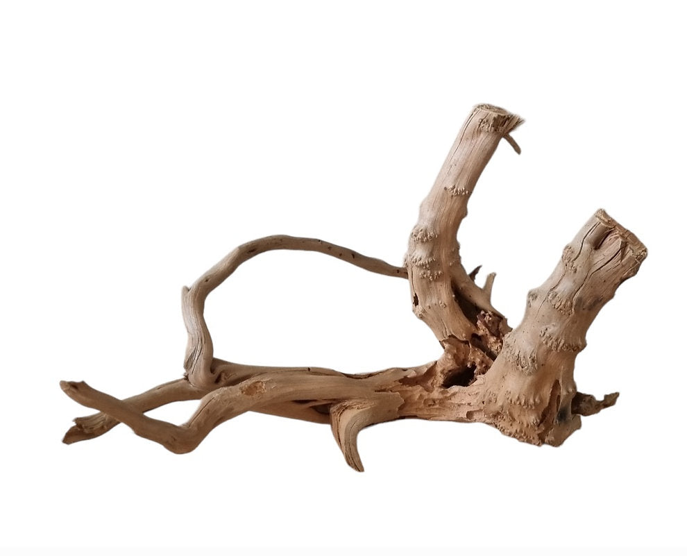 WIO Tree Trunk Wood  Wurzel 338