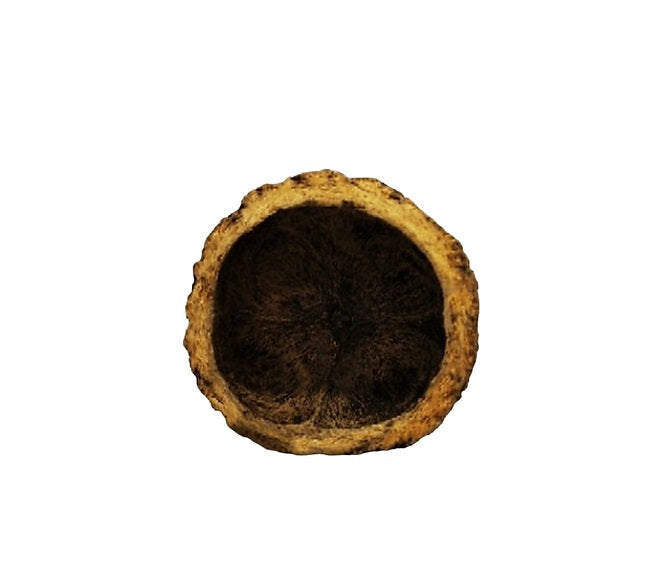 Ourico 8-10 cm