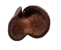 Badam - Sterculia foetida
