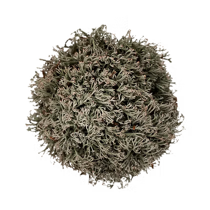 Cladonia rangiferina / Reinder Moss/ Moos invitro
