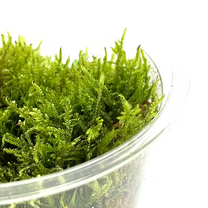 Hypnum Moss invitro
