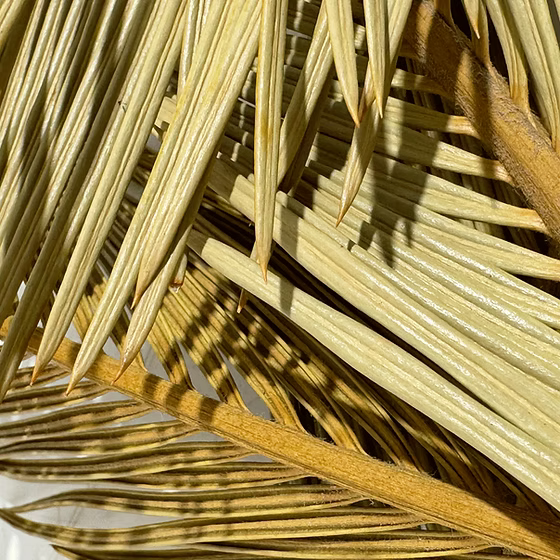 WIO Cyca Leaves / Blätter