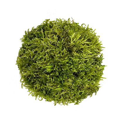 Hypnum Moss invitro