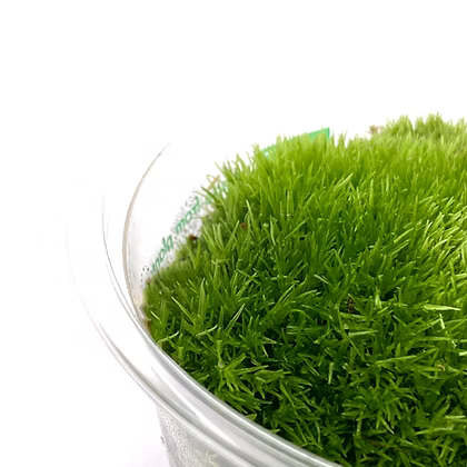 Leucobryum glaucum / Kissen Moos invitro