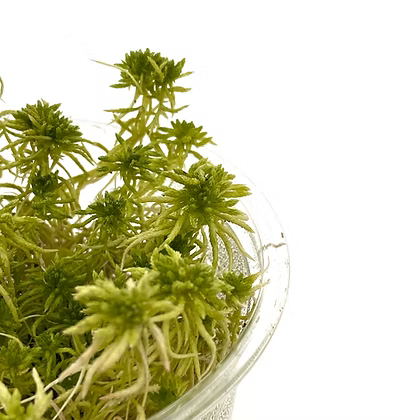 Sphagnum Moos invitro