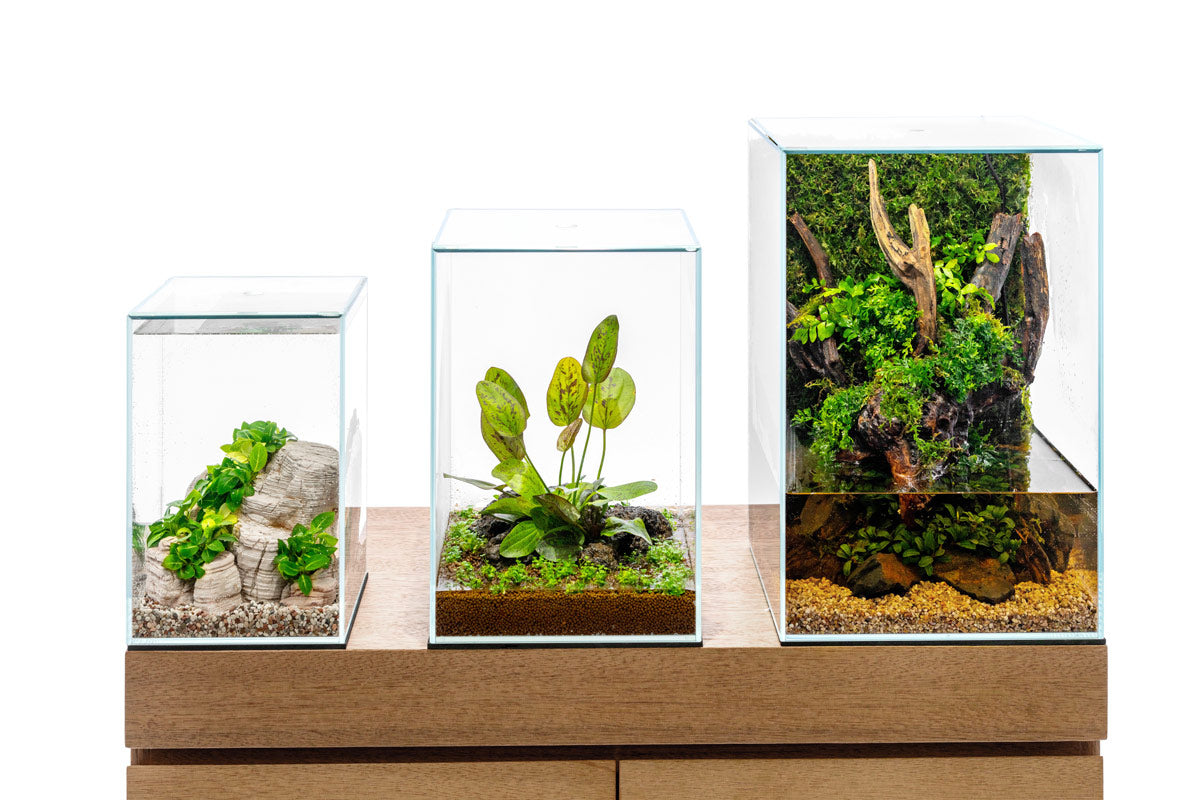 Das Bild zeigt drei transparente, würfelförmige Terrarien unterschiedlicher Größe, die auf einer hölzernen Oberfläche stehen. Jedes Terrarium ist auf seine eigene Art gestaltet und beherbergt verschiedene Pflanzen und Dekorationselemente.