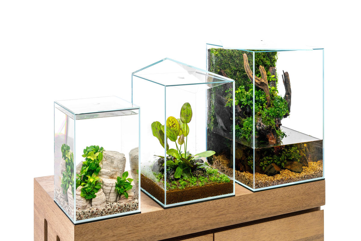 Das Bild zeigt drei transparente, würfelförmige Terrarien unterschiedlicher Größe, die auf einer hölzernen Oberfläche stehen. Jedes Terrarium ist auf seine eigene Art gestaltet und beherbergt verschiedene Pflanzen und Dekorationselemente.